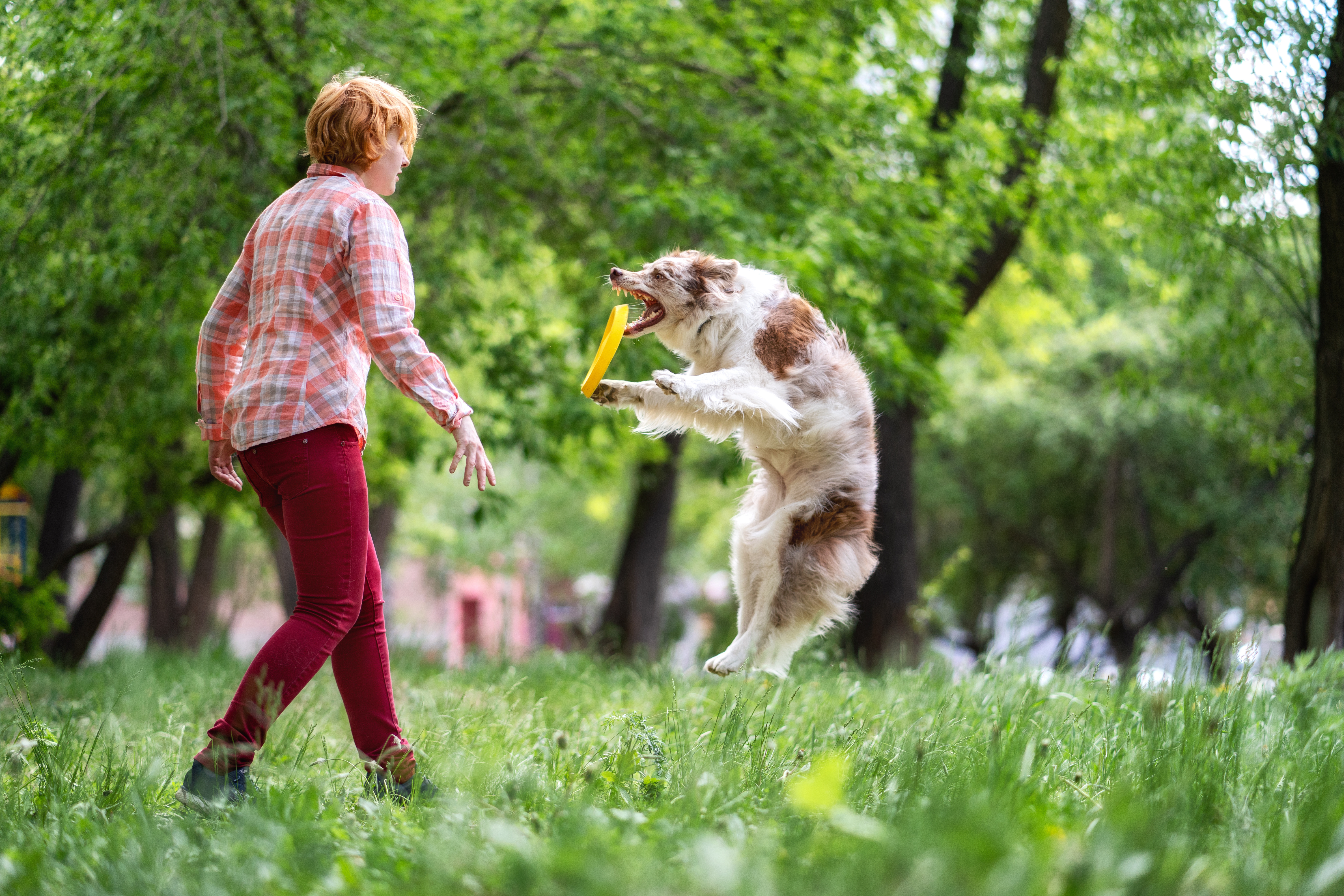 sport-z-psem-dogfriesbie, 